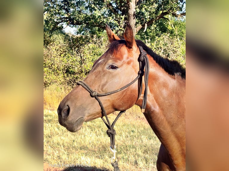 German Sport Horse Mare 8 years 14.2 hh  in Kaiserslautern
