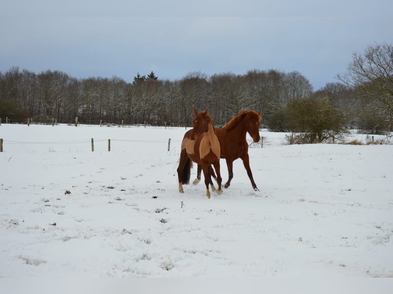 German Sport Horse Mare 8 years 15.1 hh Chestnut-Red in Loxstedt