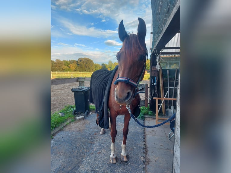 German Sport Horse Mare 8 years 15.1 hh Chestnut-Red in Loxstedt