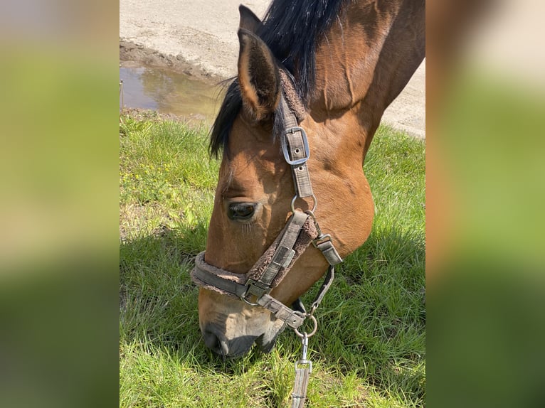 German Sport Horse Mare 8 years 15.2 hh Brown in Bad Frankenhausen