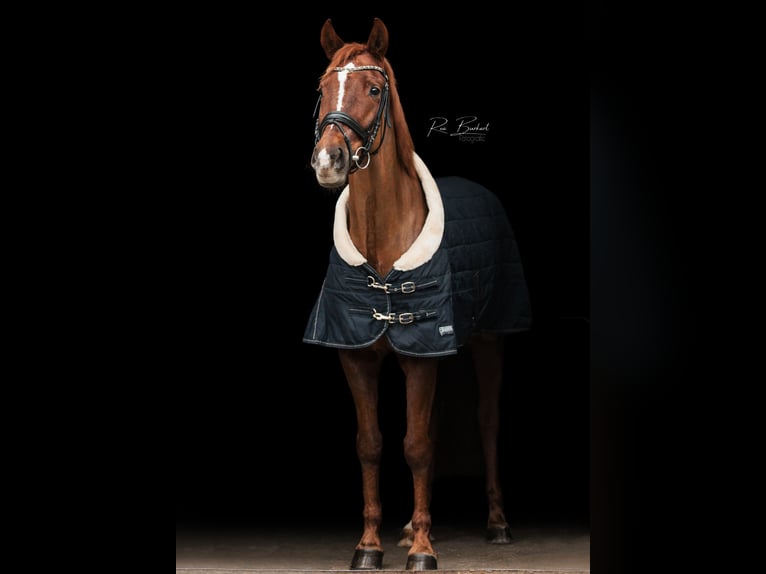 German Sport Horse Mare 8 years 15,2 hh Chestnut in Offenburg