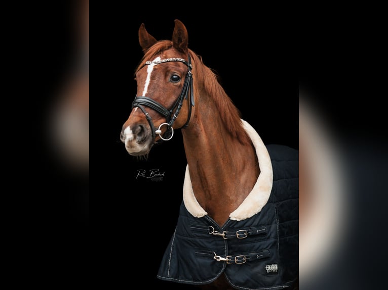 German Sport Horse Mare 8 years 15,2 hh Chestnut in Offenburg