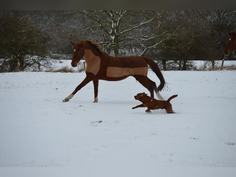 German Sport Horse Mare 8 years 15,1 hh Chestnut-Red in Loxstedt
