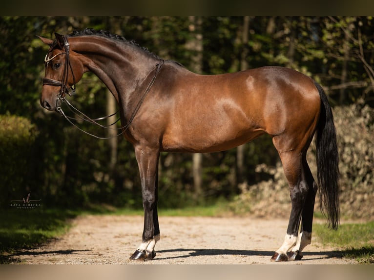 German Sport Horse Mare 8 years 16,1 hh Bay-Dark in Wehringen