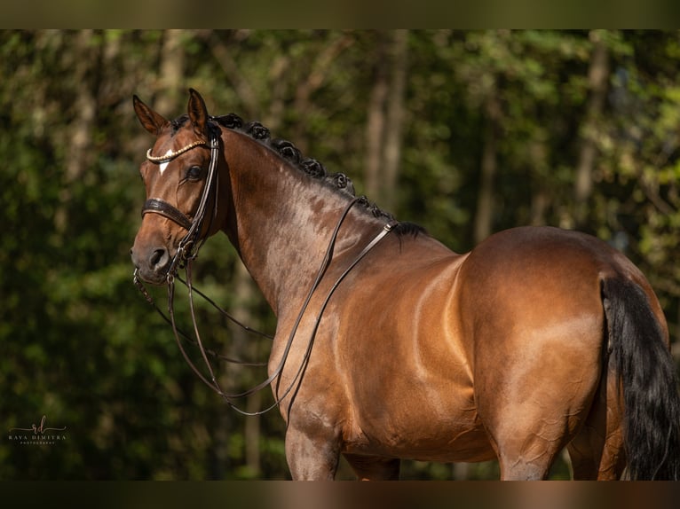 German Sport Horse Mare 8 years 16,1 hh Bay-Dark in Wehringen