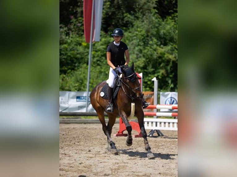 German Sport Horse Mare 8 years 16,1 hh Bay-Dark in Prutting