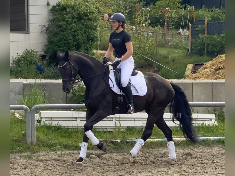German Sport Horse Mare 8 years 16.1 hh Black in Neustadt in Sachsen