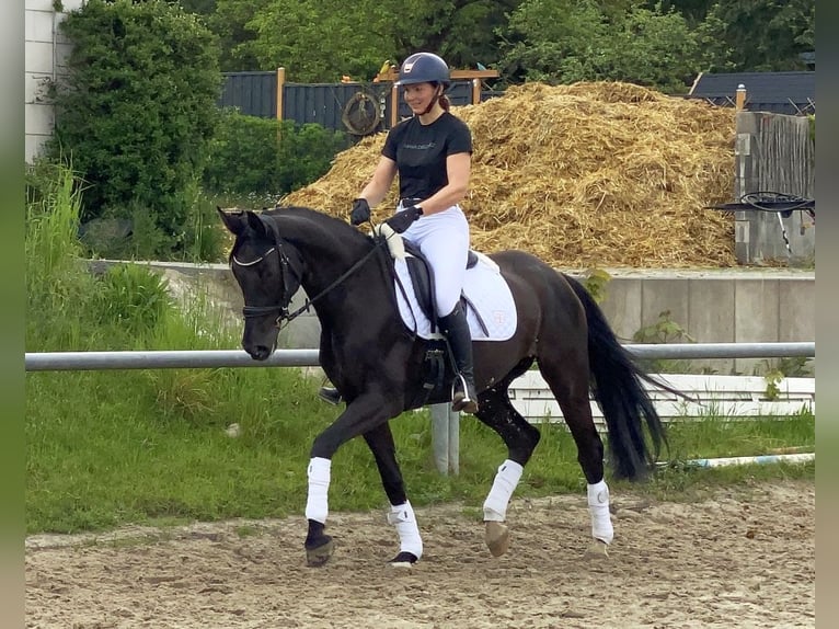 German Sport Horse Mare 8 years 16.1 hh Black in Neustadt in Sachsen