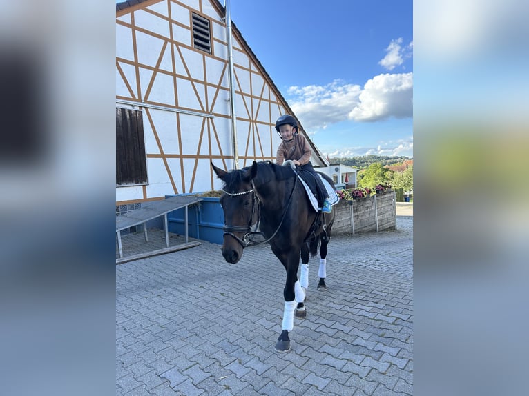 German Sport Horse Mare 8 years 16.1 hh Brown in Frankenhardt