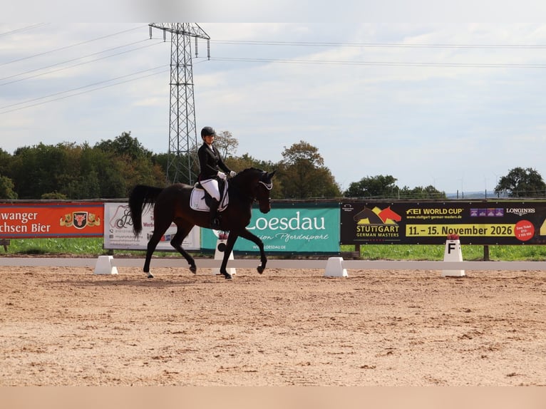German Sport Horse Mare 8 years 16.1 hh Brown in Frankenhardt