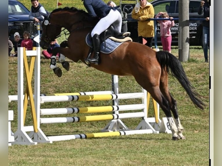 German Sport Horse Mare 8 years 16.1 hh Brown in Börnichen/Erzgebirge