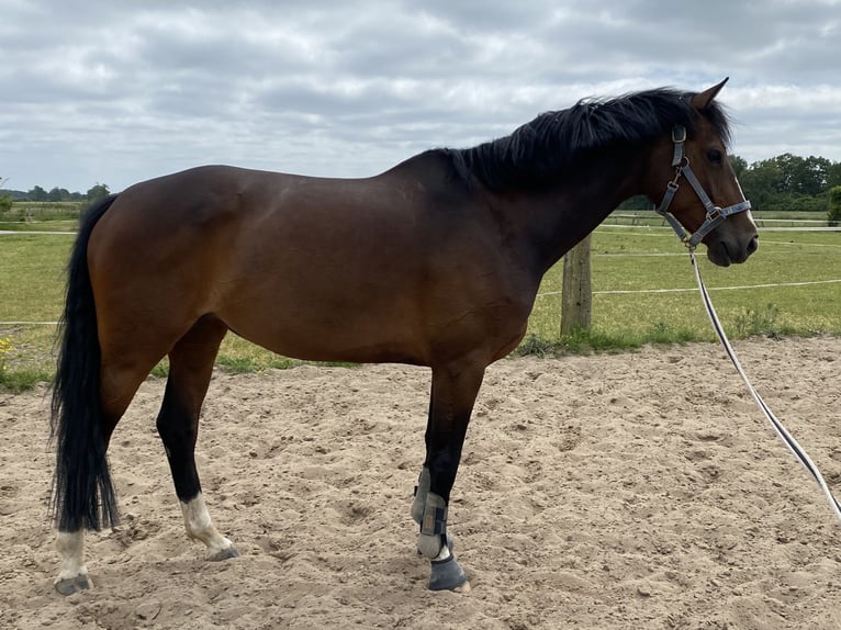 German Sport Horse Mare 8 years 16,1 hh Brown in Bleckede