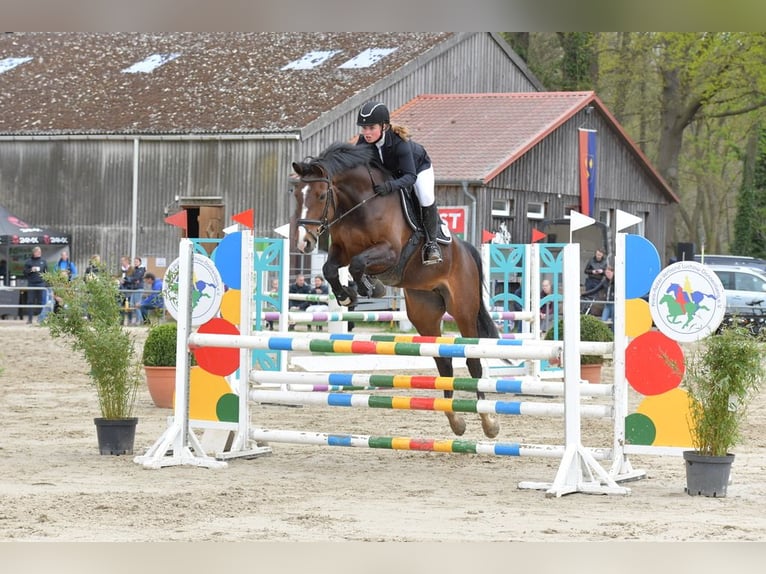 German Sport Horse Mare 8 years 16,1 hh Brown in Bleckede