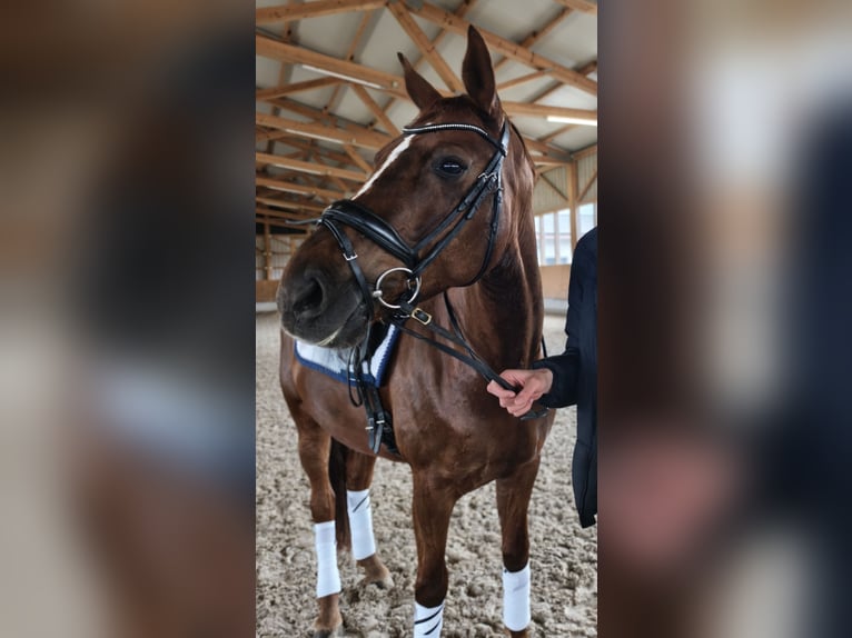 German Sport Horse Mare 8 years 16.1 hh Chestnut in Bad Schussenried