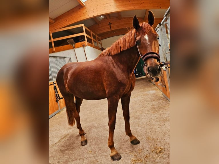 German Sport Horse Mare 8 years 16,1 hh Chestnut in Dunzenhausen