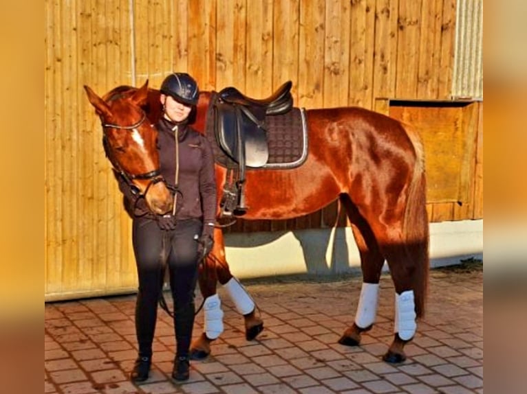 German Sport Horse Mare 8 years 16,1 hh Chestnut in Dunzenhausen