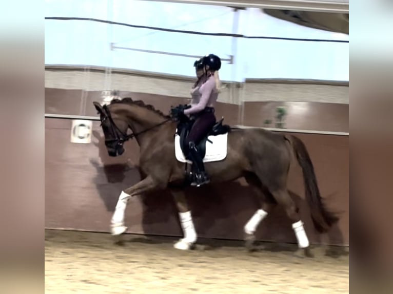 German Sport Horse Mare 8 years 16,1 hh Chestnut in Wehringen