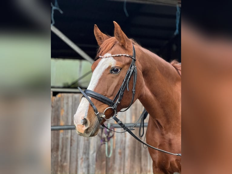 German Sport Horse Mare 8 years 16,1 hh Chestnut-Red in Eningen unter Achalm