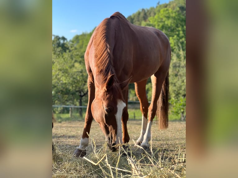 German Sport Horse Mare 8 years 16,1 hh Chestnut-Red in Eningen unter Achalm