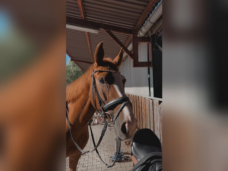 German Sport Horse Mare 8 years 16,1 hh Chestnut-Red in Eningen unter Achalm