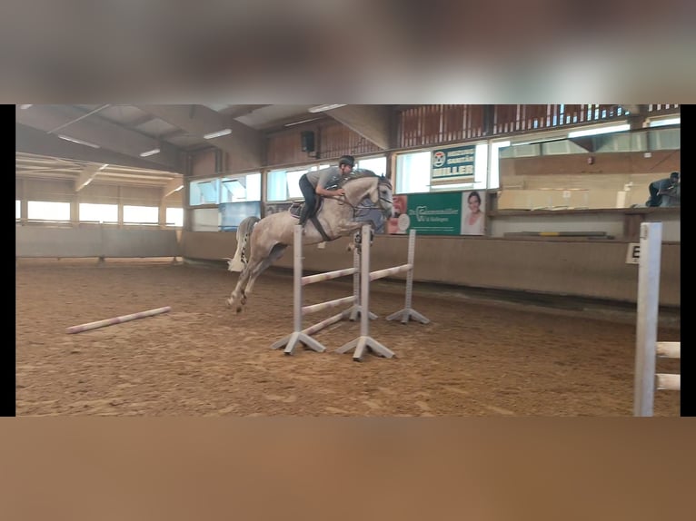German Sport Horse Mare 8 years 16.1 hh Chestnut-Red in Laichingen