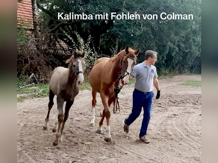 German Sport Horse Mare 8 years 16.1 hh Chestnut-Red in Laichingen