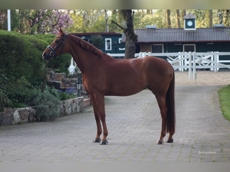 German Sport Horse Mare 8 years 16,1 hh Chestnut-Red in Bad Homburg vor der Höhe