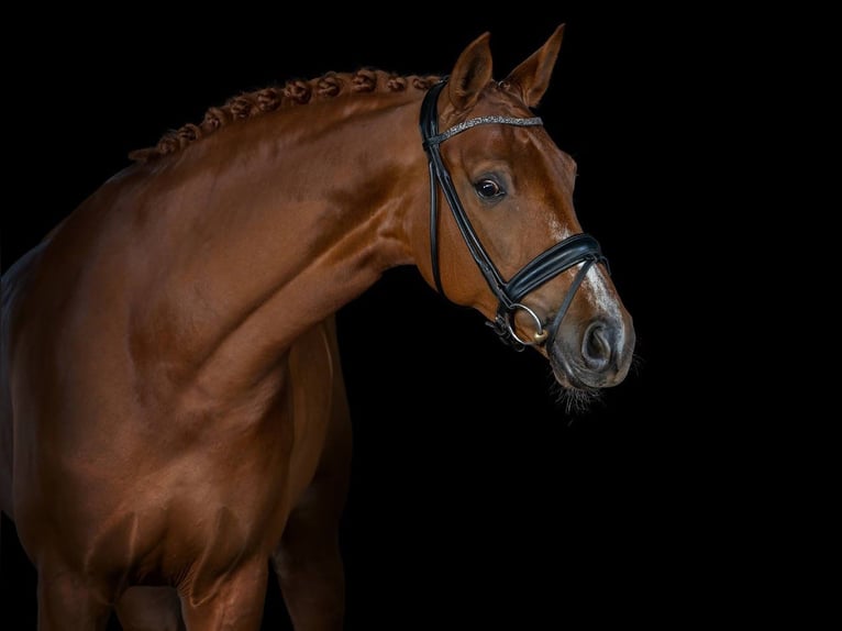 German Sport Horse Mare 8 years 16,1 hh Chestnut-Red in Bad Homburg vor der Höhe