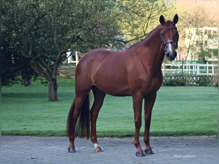 German Sport Horse Mare 8 years 16,1 hh Chestnut-Red in Bad Homburg vor der Höhe