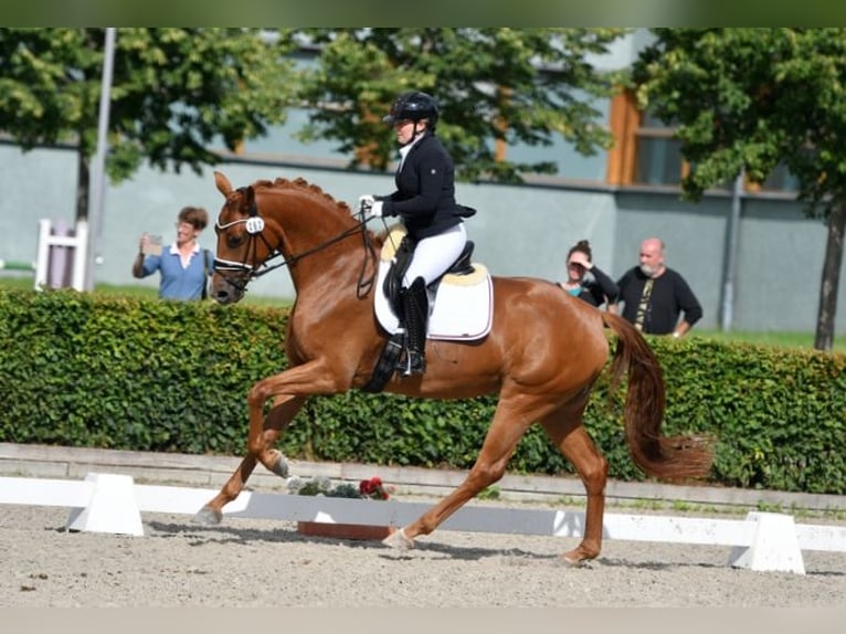 German Sport Horse Mare 8 years 16,1 hh Chestnut-Red in Bad Homburg vor der Höhe