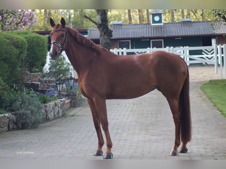 German Sport Horse Mare 8 years 16,1 hh Chestnut-Red in Bad Homburg vor der Höhe