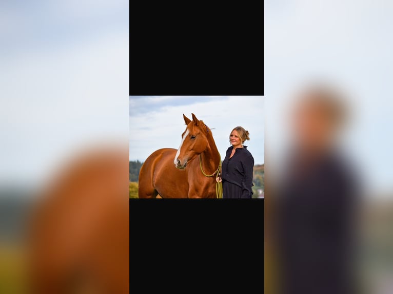 German Sport Horse Mare 8 years 16.1 hh Chestnut-Red in Steinhöring