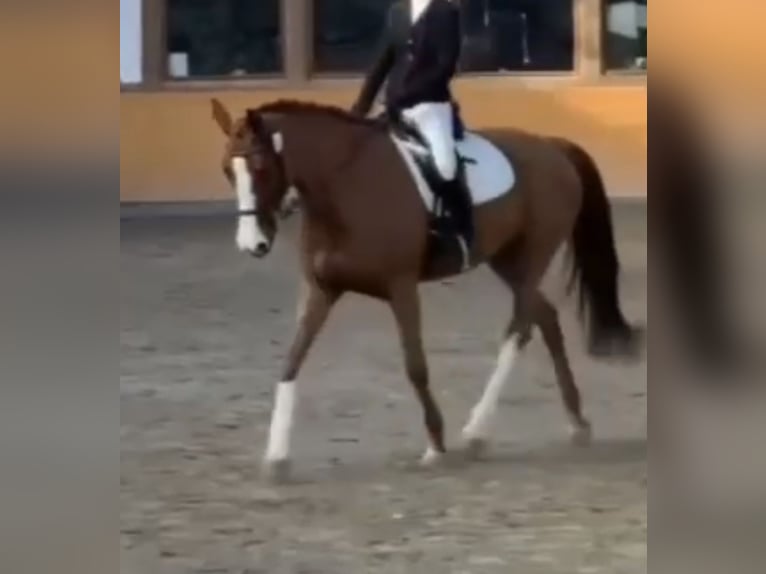 German Sport Horse Mare 8 years 16,1 hh Chestnut-Red in Hof