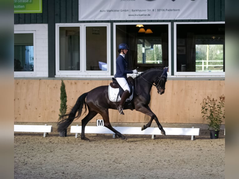 German Sport Horse Mare 8 years 16,1 hh in Delbrück