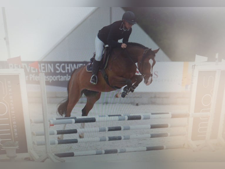 German Sport Horse Mare 8 years 16.1 hh  in Käshofen