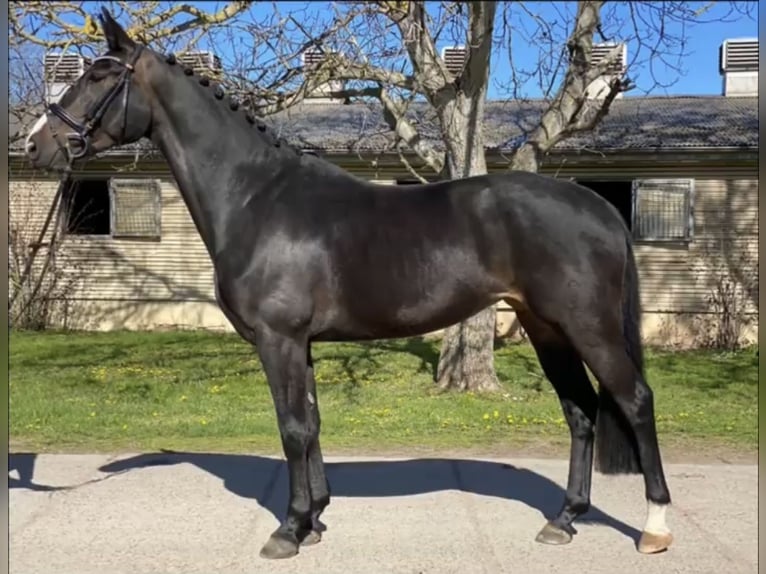 German Sport Horse Mare 8 years 16,1 hh Smoky-Black in Nordhausen