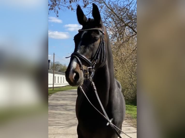 German Sport Horse Mare 8 years 16,1 hh Smoky-Black in Nordhausen