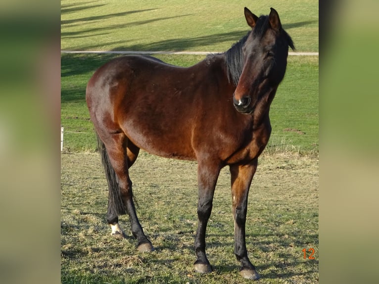 German Sport Horse Mare 8 years 16,2 hh Bay-Dark in Allershausen