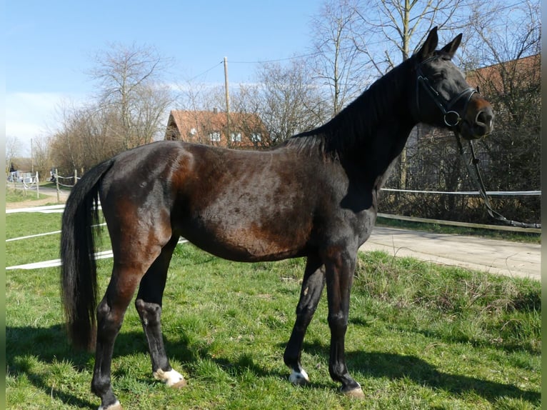 German Sport Horse Mare 8 years 16,2 hh Black in Scheßlitz