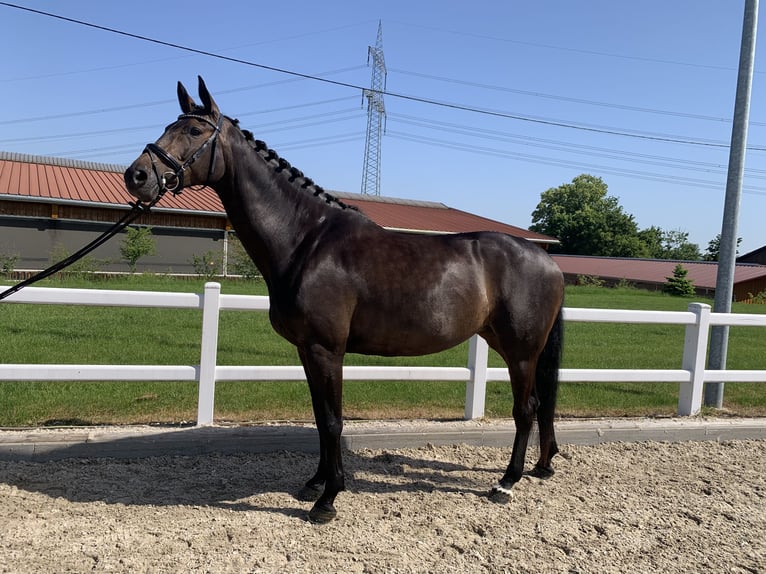 German Sport Horse Mare 8 years 16.2 hh Brown in Wernau