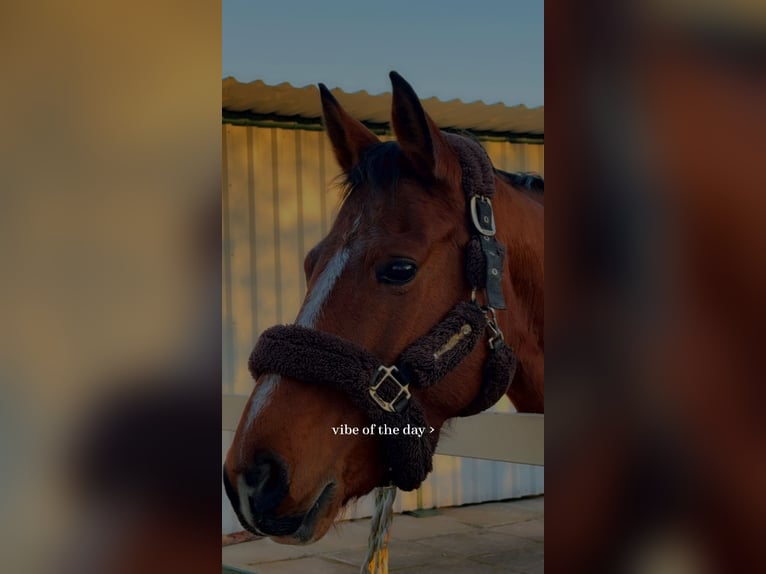 German Sport Horse Mare 8 years 16.2 hh Brown-Light in Greppin