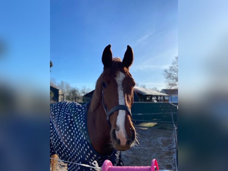 German Sport Horse Mare 8 years 16.2 hh Chestnut-Red in Eilenburg