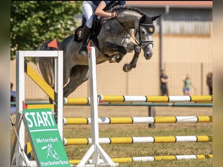 German Sport Horse Mare 8 years 16.2 hh Grey-Fleabitten in Kloster Schäftlarn