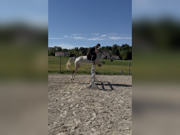 German Sport Horse Mare 8 years 16.2 hh Grey-Fleabitten in Kloster Schäftlarn
