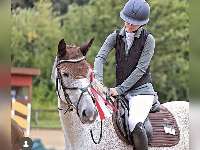 German Sport Horse Mare 8 years 16.2 hh Grey-Fleabitten in Kloster Schäftlarn