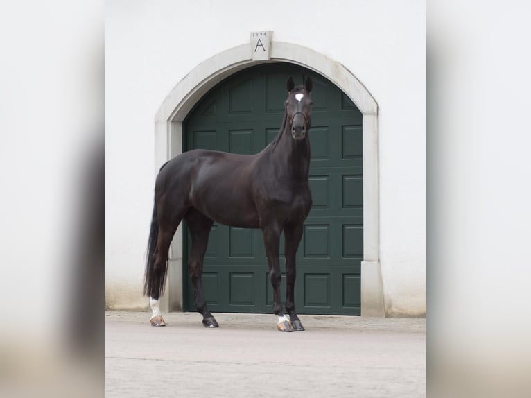 German Sport Horse Mare 8 years 16.3 hh Bay-Dark in Edewecht