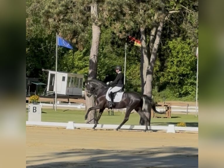 German Sport Horse Mare 8 years 16.3 hh Bay-Dark in Krefeld