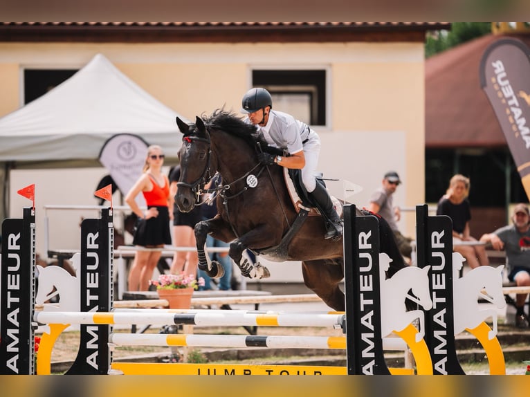 German Sport Horse Mare 8 years 16.3 hh Bay-Dark in PARDUBICE