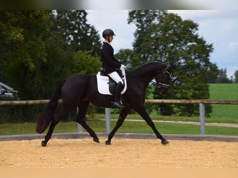 German Sport Horse Mare 8 years 16,3 hh Black in Donauwörth