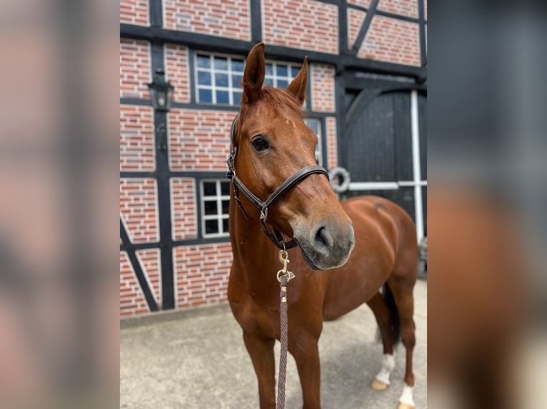 German Sport Horse Mare 8 years 16,3 hh Chestnut-Red in Legden